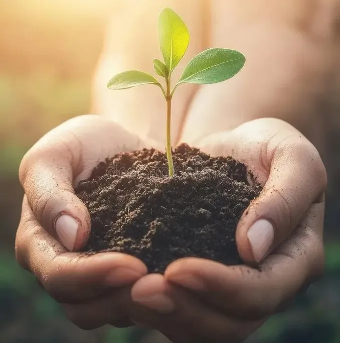 Hands cradling soil and shoot 3