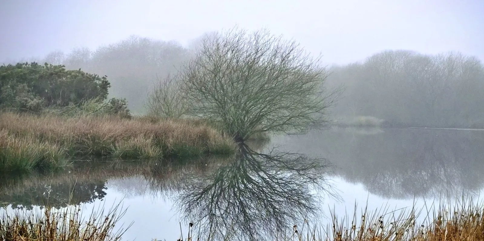 Pity Me Carrs tree reflecting 4